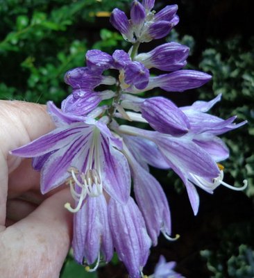 Purple Bouquet - July 13, 2013