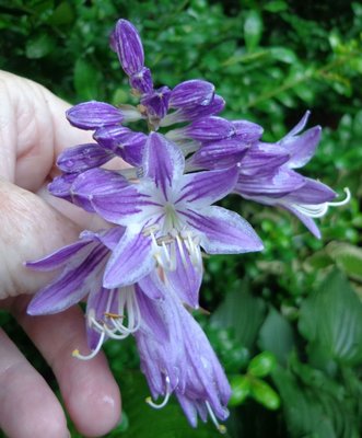 Purple Bouquet - July 13, 2013