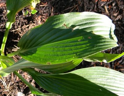 alismifolia - June 15, 2010