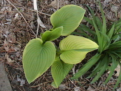 Redolent Nosegay - April 13, 2012