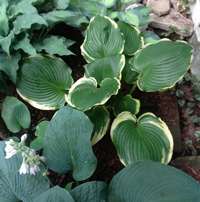 Hosta 'Summer Rainbow'