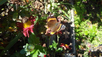 Red Admiral butterfly 12 08717.JPG