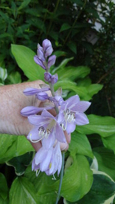 Wintergreen - June 28, 2013