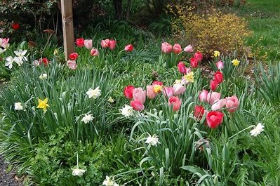 Tulips spring 2015.jpg
