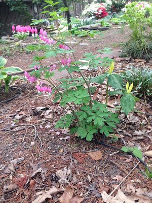 Bleeding Hearts and Trillium