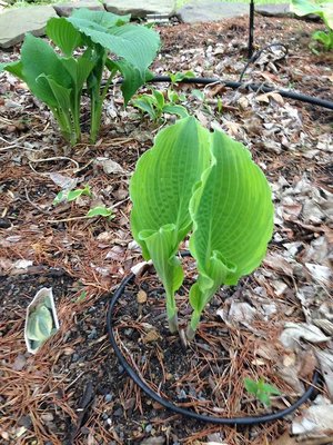 Unfurling