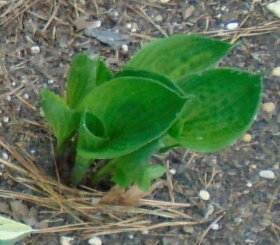 dark seedling in El Capitan area - May 9, 2015