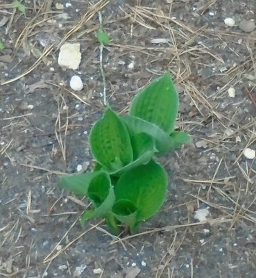 dark seedling in Independence area - May 9, 2015