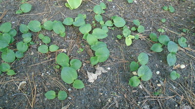 new seedling cluster - May 10, 2015