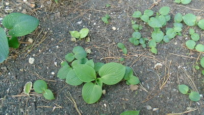 new seedling cluster - May 10, 2015