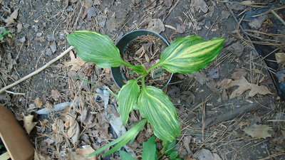 montana wild variegated - May 15, 2015