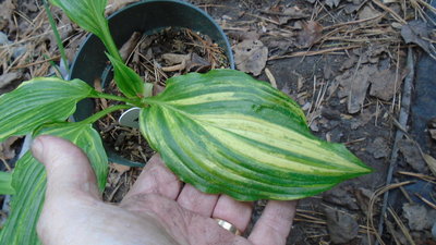 montana wild variegated - May 15, 2015