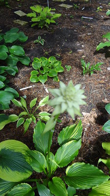 montana wild variegated in bud - July 3, 2013