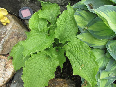 hosta in the rain 010 sleeping with June.JPG