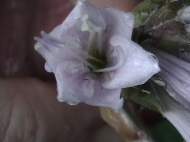 Ghost Spirit flowers - June 9, 2011