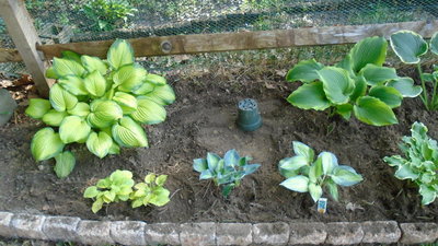 New Garden - June 13, 2015