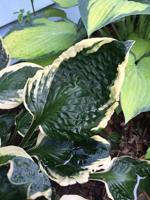 Patriot Hosta