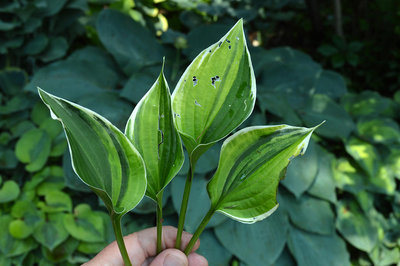 DSC_0039_hosta_allan_p_mcconnell_streaked_adjusted.jpg