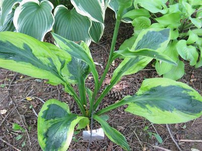 foxfire hosta.jpg