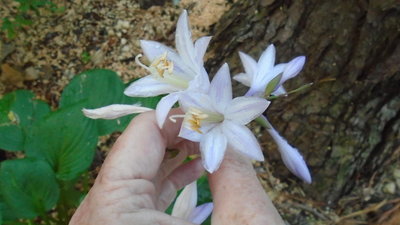 dark green weedling compared with normal hyacinthia flower - July 23, 2015