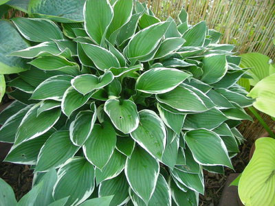 This is one that I lost. You don't just buy another hosta to replace something like this. It took 5 years to get this big. It was over 36&quot; wide in a pot in Texas.