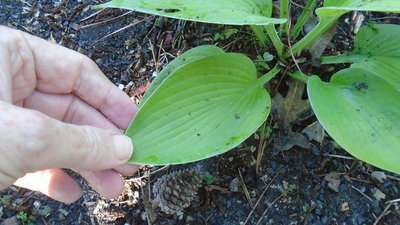 yellow Elegans weedling - July 25, 2015