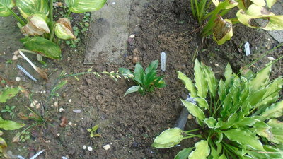 Lily Pad OP 2012 seedling - August 7, 2015