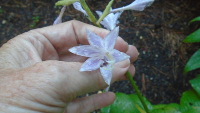 #102 V-2 light colored flower - September 8, 2015