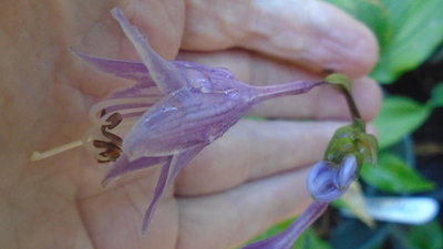 AWS 14 O-1 One Man's Treasure seedling - September 23, 2015