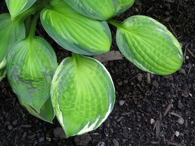 Hosta Captains Adventure 2014-0701 leaf detail2.JPG