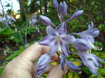 unnamed seedling from Art Wrede's collection - August 27, 2014