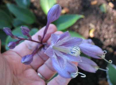 'Purple Heart' flower Sept. 2014 - a few days after I bought it