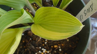 an Art Wrede unnamed seedling - April 6, 2016