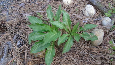 dark green path weedling - April 22, 2016