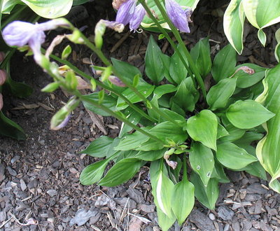 The plant next to it is 'Wheee!'