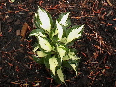 Eternal Flame - May 27, 2009