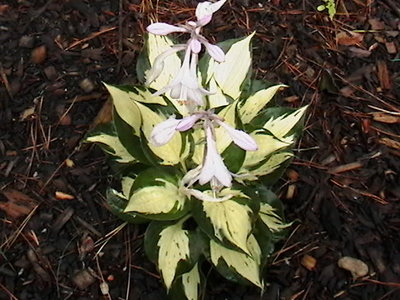 Eternal Flame - July 22, 2009