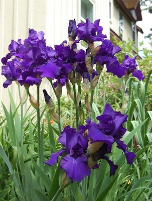 Marshall's Mom's Iris.jpg