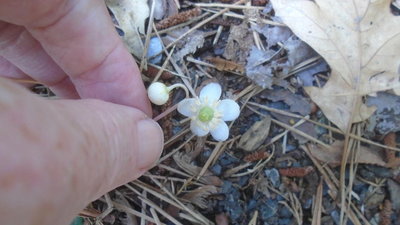 Stripped Wintergreen flower - June 22, 2016