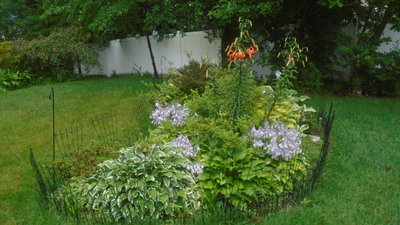 Front lawn garden - July 5, 2016