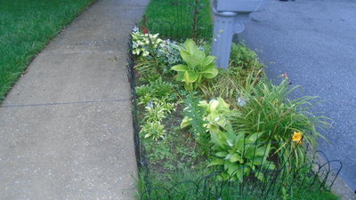 Mail box garden - July 5, 2016