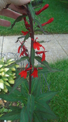 Red Cardinal Flower seedling - July 5, 2016