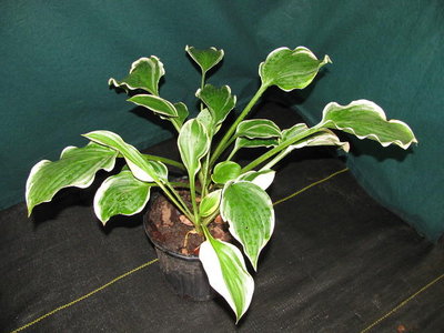 Hosta 'Torchlight' $10.00.JPG