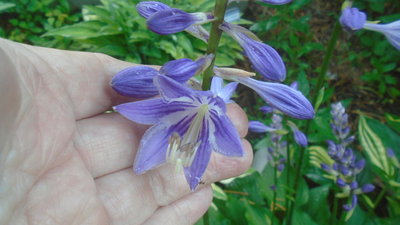 Purple Bouquet - July 8, 2016