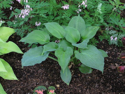 Hosta Moonlight Sonata.JPG