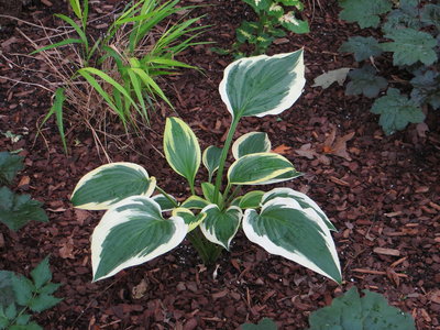 Hosta Fantabulous.JPG