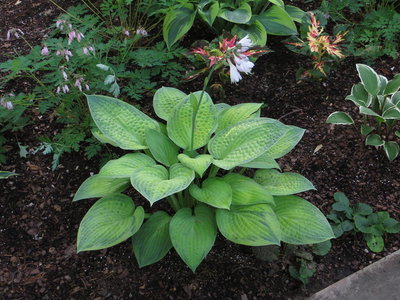 Hosta Fingerprint.JPG