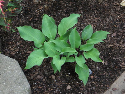 Hosta Harry Van de Laar 1.JPG