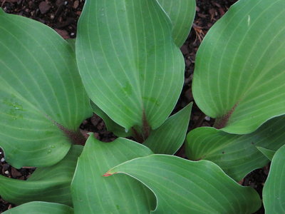 Hosta Hayy Van de Laar 3.JPG