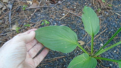 maybe Fortunei Hyacinthina weedling - July 12, 2016